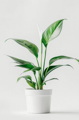 product 03