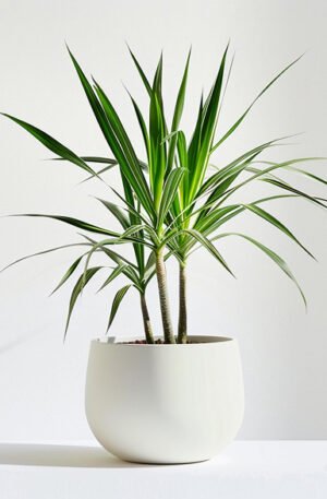product 05